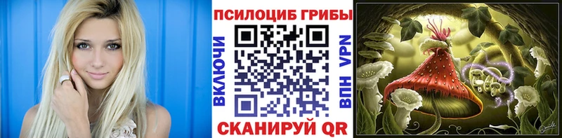 закладки  Волхов  Галлюциногенные грибы Psilocybe 